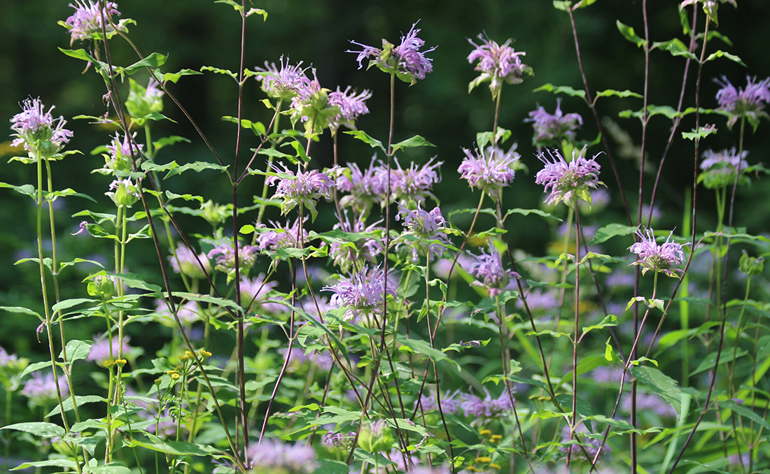 Wild bergamot